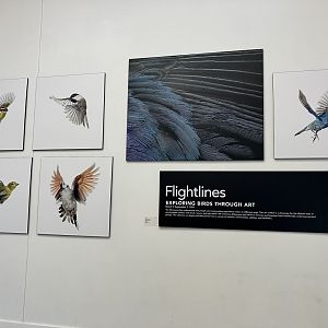 Hanifl Family Nature Center - Flightlines Art Gallery