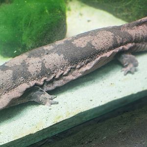 Chinese giant salamander; London Zoo; 17th April 2024