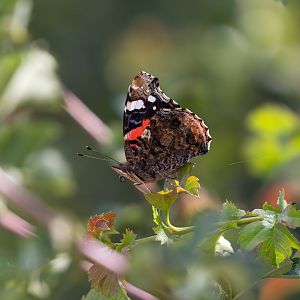 Red admiral butterfly, wild, UK