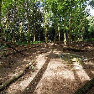 European wolverine exhibit 150524