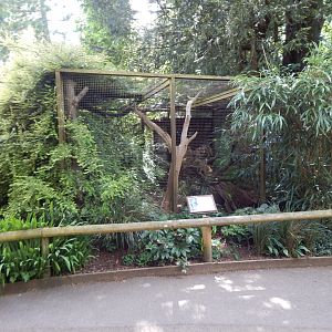 Tawny frogmouth aviary 150524