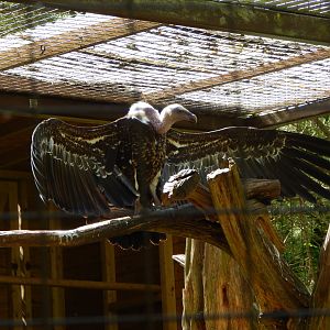 Rueppell's griffon vulture 150524