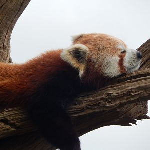 Nepalese red panda 150524