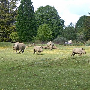 Southern white rhinoceroses 150524
