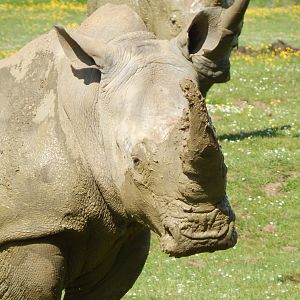 Southern white rhinoceros 150524
