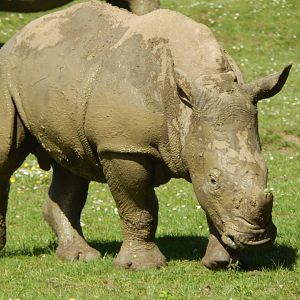 Southern white rhinoceros 150524