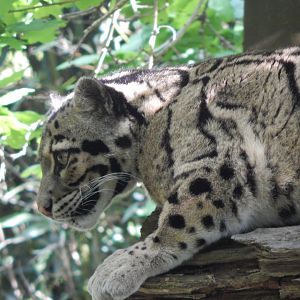 Indochinese clouded leopard 150524