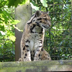 Indochinese clouded leopard 150524
