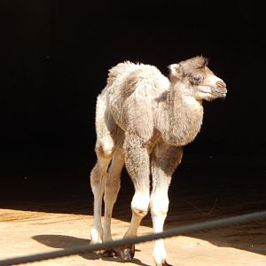 Bactrian camel juvenile 150524