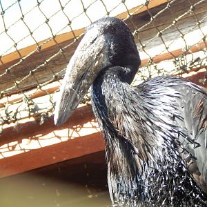 African openbill 150524