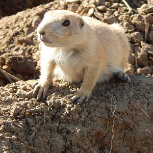 Black-tailed prairie dog 150524