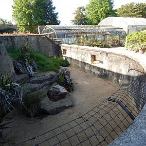 Yellow mongoose exhibit 150524