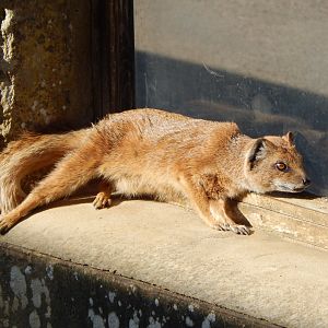 Yellow mongoose 150524