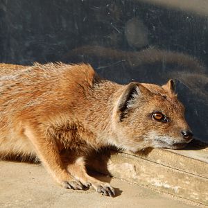 Yellow mongoose 150524