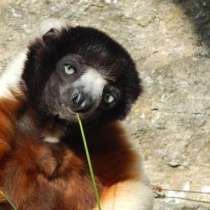 Crowned sifaka 150524