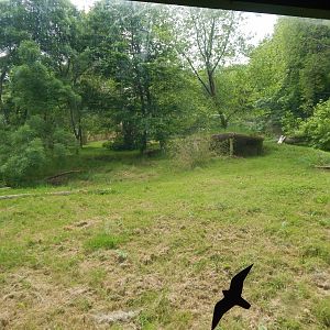 Sumatran tiger exhibit 170724