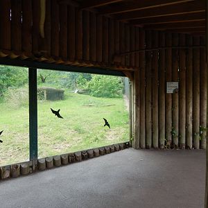 Sumatran tiger exhibit 170724