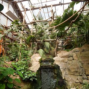 Linnaeus' two-toed sloth exhibit 150524