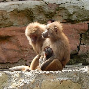 Hamadryas baboons 170524