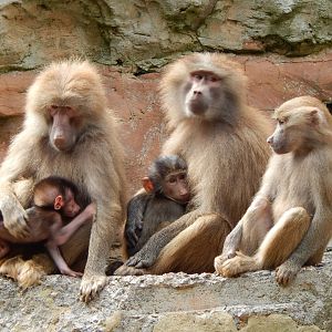 Hamadryas baboons 170524