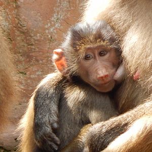 Hamadryas baboon juvenile 170524