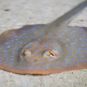 Bluespotted Ribbontail Stingray