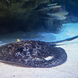 Black Blotched Ray