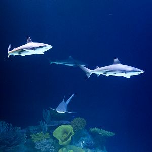 Reef Shark pack