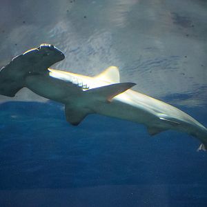 Scalloped Hammerhead Shark