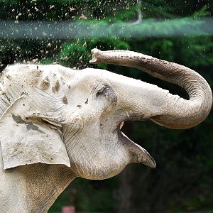 Asian Elephant (Suki)