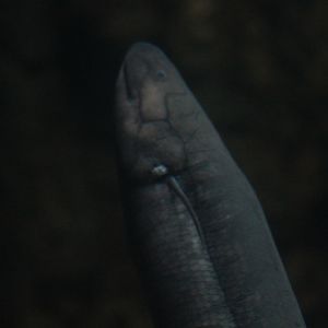 South American lungfish (Lepidosiren paradoxa)