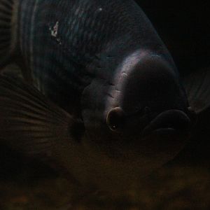 Giant Bornean gourami (Osphronemus septemfasciatus)