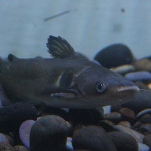 Sun catfish (Horabagrus brachysoma)