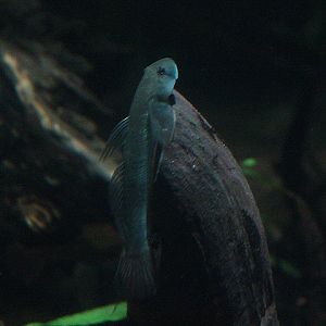 Thread-fin goby (Sicyopterus longifilis)