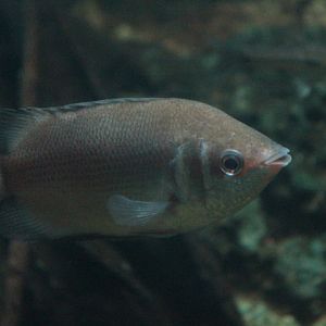 Kissing gourami (Helostoma temminckii)