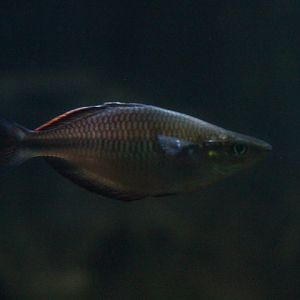 Fasin rainbowfish (Melanotaenia fasinensis)