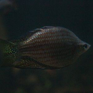 Chequered rainbowfish (Melanotaenia splendida inornata)