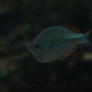 Dwarf rainbowfish (Melanotaenia praecox)