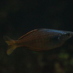 Ajamaru Lakes rainbowfish (Melanotaenia ajamaruensis)