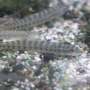 Grey-banded loach (Nemacheilus selangoricus)