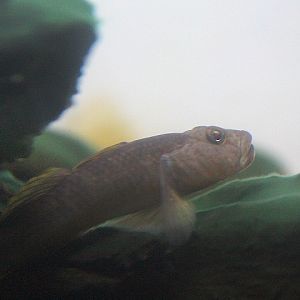 Barcheek goby (Rhinogobius giurinus)