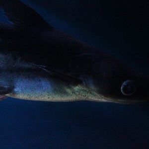 Mekong giant catfish (Pangasianodon gigas)