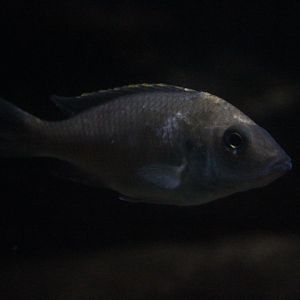 Sulfurhead aulonocara (Aulonocara maylandi)