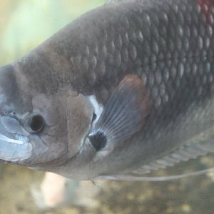 Giant red-tailed gourami (Osphronemus laticlavius)