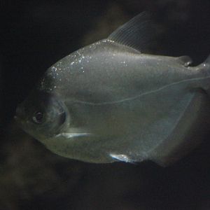 Silver mylossoma (Mylossoma duriventris)