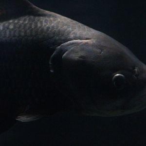 Giant barb (Catlocarpio siamensis)