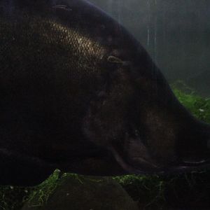 Giant featherback (Chitala lopis)