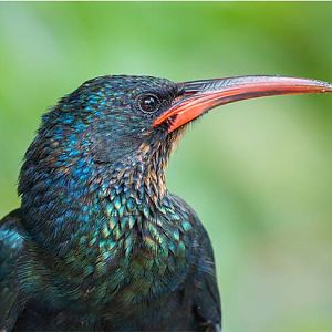 Green Wood Hoopoe