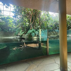 Pygmy Hippo Indoor