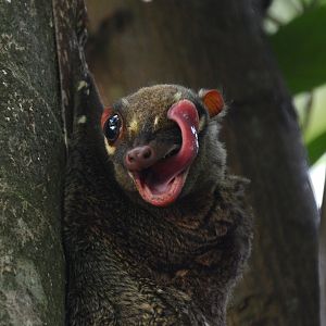 Malayan colugo (Cynocephalus variegatus peninsulae)